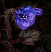 Phacelia campanularia - Canterbury Bells 19-9433